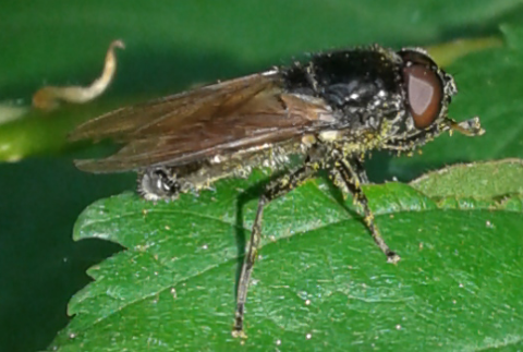 Syrphidae : Cheilosia sp. 2?